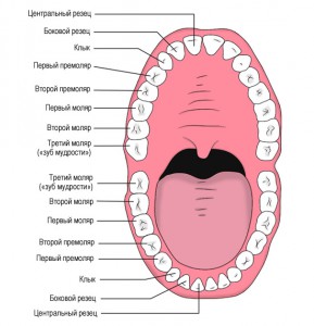 У взрослых количество постоянных зубов может варьировать от 28 до 32 