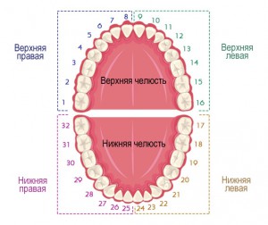 Номера постоянных зубов верхней и нижней челюсти